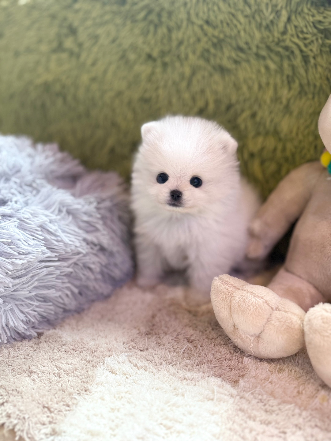포메라니안 분양합니다